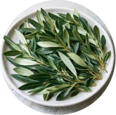 Oleuropein