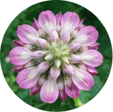 Kudzu Flower Extract